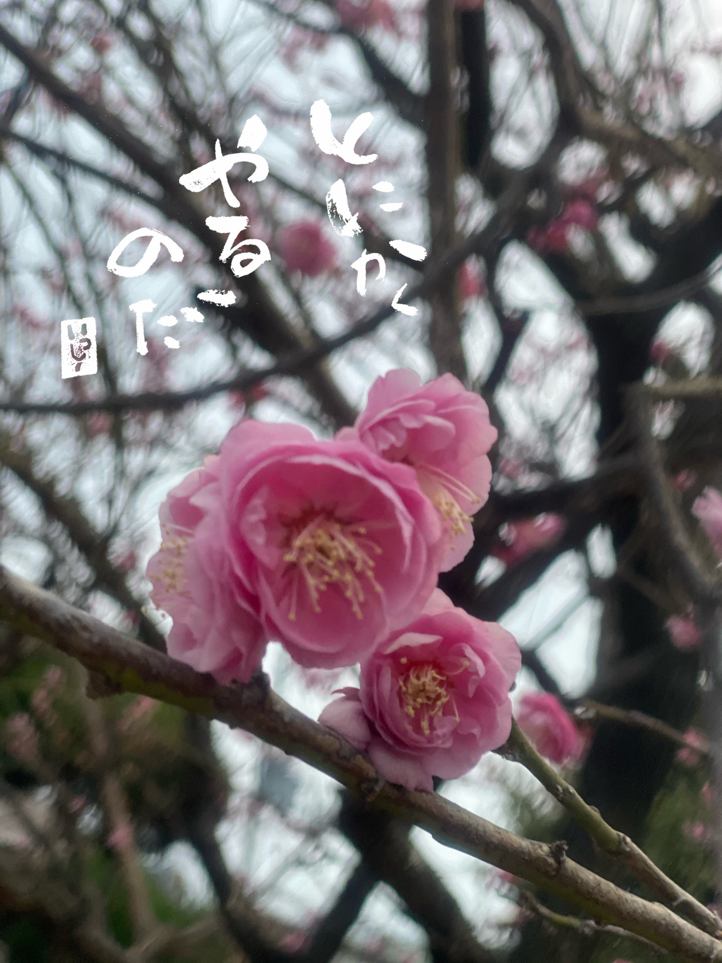 とにかくやるのだ